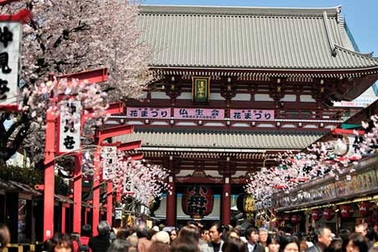 Lễ hội Hoa Anh Đào Hanami: Điểm đến của những ai yêu văn hóa dịp Tết