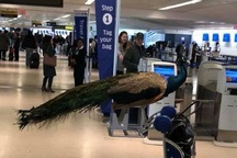 Hành khách Mỹ "năn nỉ" được mang chim công lên máy bay