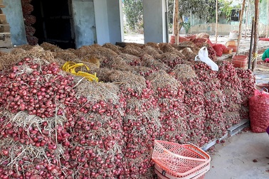 Đặc sản hành tím được trao quyền sử dụng chỉ dẫn địa lý “Vĩnh Châu”