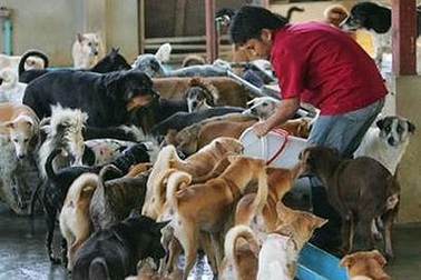 Việt Nam là một trong những trọng điểm buôn bán thịt chó 