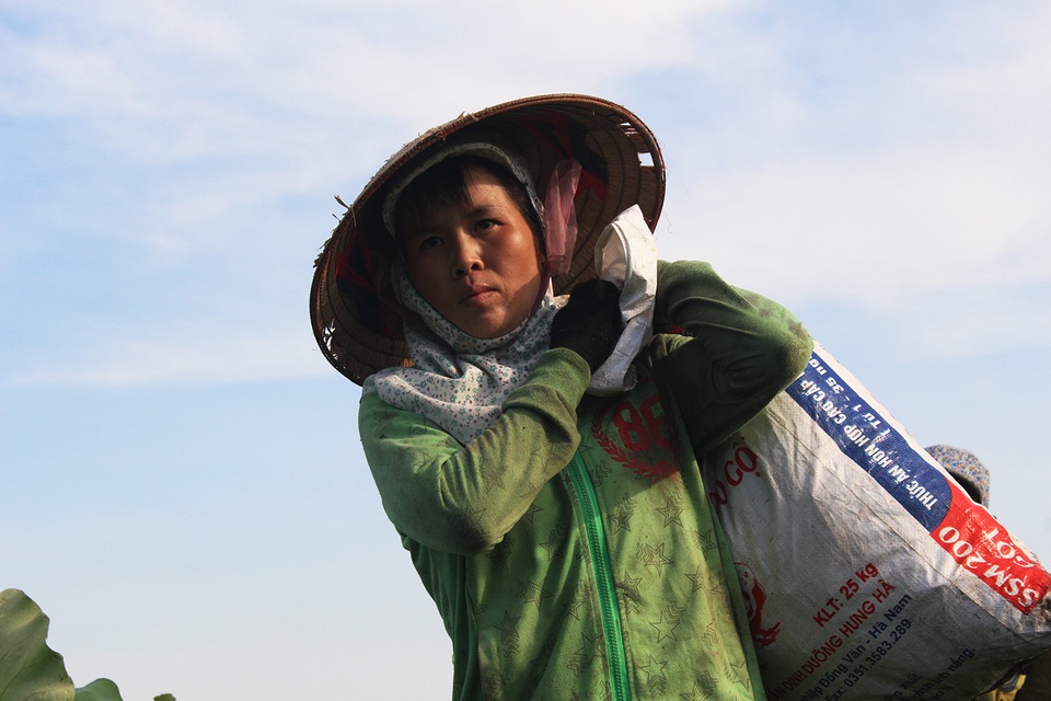 Nông dân thắng lớn, thu cả trăm triệu đồng nhờ trồng sen lấy hạt - 5 Nông dân thắng lớn, thu cả trăm triệu đồng nhờ trồng sen lấy hạt - 5