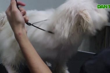 "Rút hầu bao" tiền triệu để làm đẹp cho thú cưng đón Tết