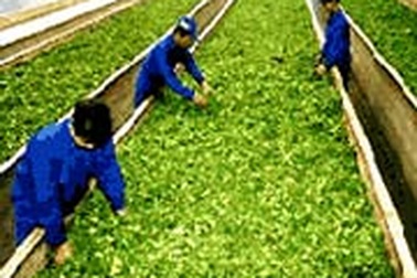 Ngành chè trước nguy cơ mất thị trường