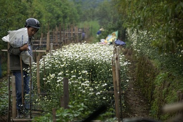 Những bó hoa cuối cùng mùa cúc họa mi