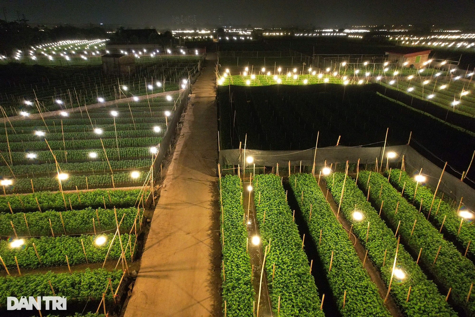 Đêm rực rỡ tại thủ phủ trồng hoa đón Tết ở Hà Nội - 2 Đêm rực rỡ tại thủ phủ trồng hoa đón Tết ở Hà Nội - 2