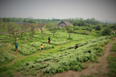 Cận cảnh cánh đồng hoa oải hương đầu tiên ở Hà Nội