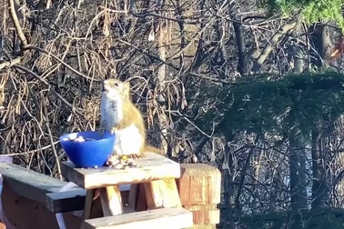 Chú sóc bị say rượu vì ăn trái cây lên men