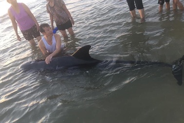 Cá voi dài hơn 2m, dính lưỡi câu trôi dạt vào biển Hà Tĩnh