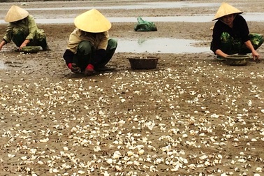 Vụ đổ chất thải xuống biển: Ngao nuôi chết không phải do độc tố