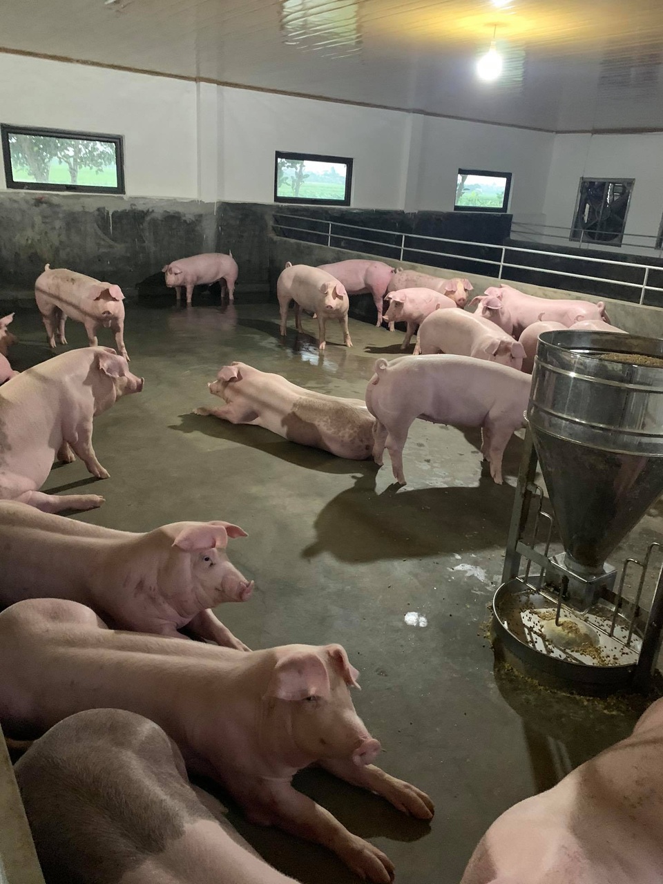 Giá lợn hơi liên tục phi mã chạm mốc cao khó tin: 103 nghìn đồng/kg - 2 Giá lợn hơi liên tục phi mã chạm mốc cao khó tin: 103 nghìn đồng/kg - 2