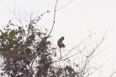 Đàn khỉ hàng chục con vào gần khu dân cư kiếm ăn