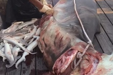 Kinh hãi ngư dân mổ bụng cá mập mẹ lấy 34 cá mập con ra