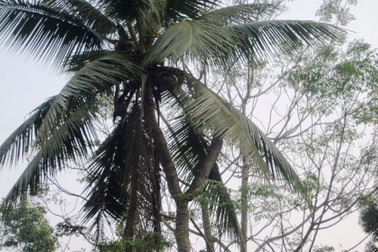 Cây dừa 7 ngọn liệt sỹ trồng trước ngày ra trận