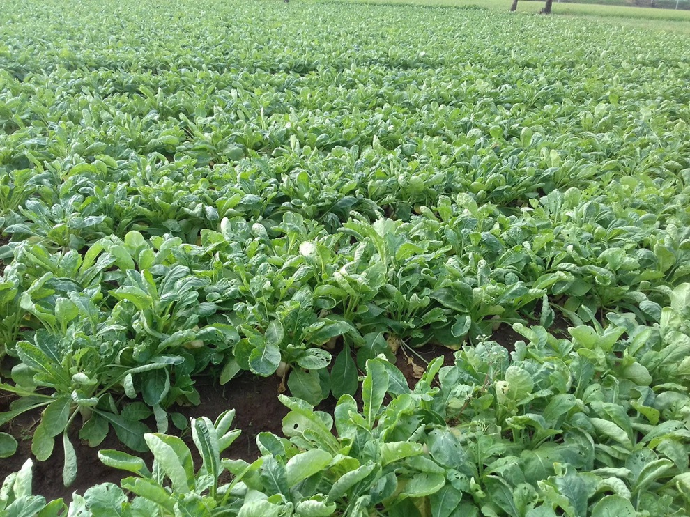 Mạnh dạn trồng 2000m2 rau hữu cơ, chàng trai 27 tuổi hút khách mua tận vườn - 10