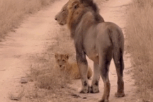 Thế giới động vật tuần qua: Khoảnh khắc sư tử đực bất ngờ cắn chết con non