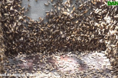 Nuôi ong du mục nay đây, mai đó lại kiếm bộn tiền