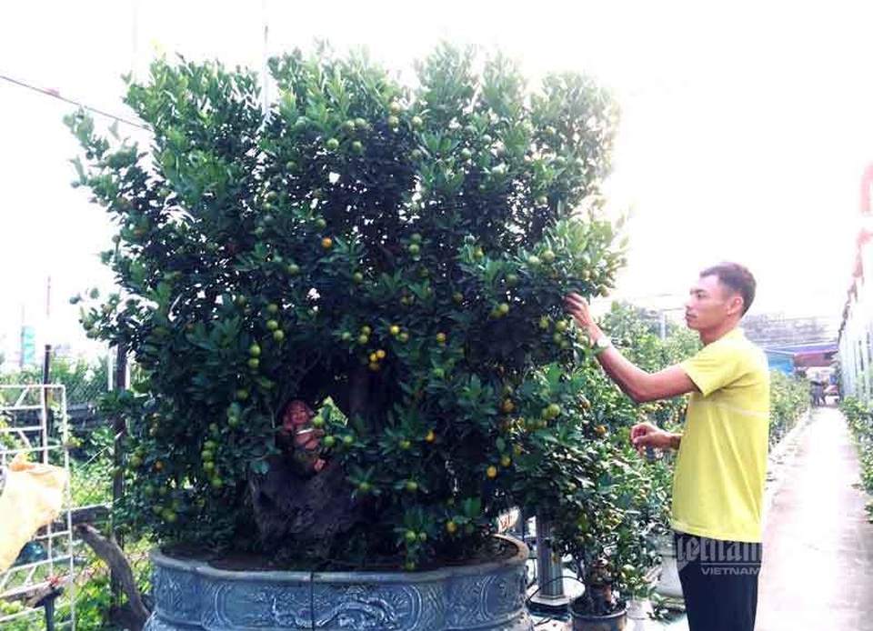 Thân cây xác khô đẻ trăm quả vàng, đại gia rút tiền mua chơi Tết sớm - 6 Thân cây xác khô đẻ trăm quả vàng, đại gia rút tiền mua chơi Tết sớm - 6