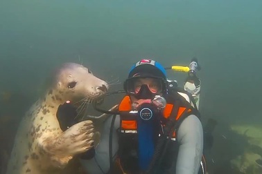 Hải cẩu thân thiện chụp ảnh cùng thợ lặn