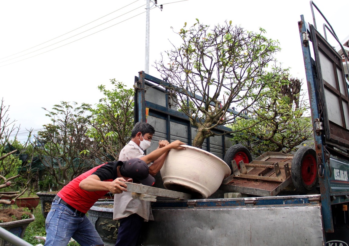 Hết Tết, nhà vườn tấp nập nhận lại mai đã bán - 5 Hết Tết, nhà vườn tấp nập nhận lại mai đã bán - 5