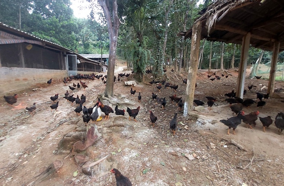 Nam thanh niên người Thái làm giàu từ đất, thu gần nửa tỷ đồng mỗi năm - 3 Nam thanh niên người Thái làm giàu từ đất, thu gần nửa tỷ đồng mỗi năm - 3