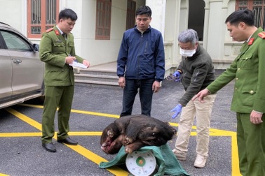Bẫy được Sơn Dương đang mang đi tiêu thụ thì bị bắt