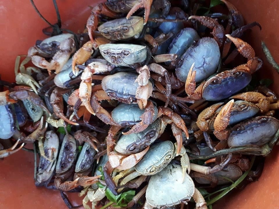 Chán cua biển, cua đồng, giới nội trợ lùng mua cua đá núi - 3 Chán cua biển, cua đồng, giới nội trợ lùng mua cua đá núi - 3