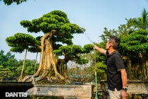 Chiêm ngưỡng cây sanh dáng cột cờ Hà Nội giá gần 2 tỷ đồng