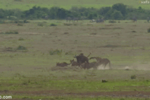 Linh dương đầu bò kiên cường chống chọi với 5 con báo gê-pa và cái kết