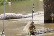 Trăn khổng lồ xuất hiện trên đường ngập nước sau trận mưa lớn
