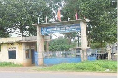 Khởi tố nguyên Tổng Giám đốc TCty lâm nghiệp Việt Nam 