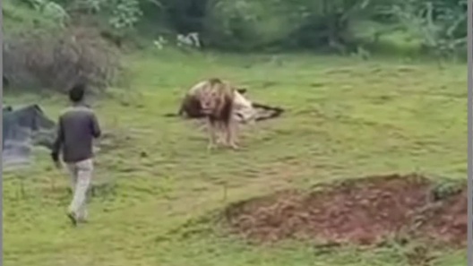 Người đàn ông liều lĩnh tiếp cận sư tử để quay video