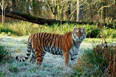 Hổ quý hiếm bị vồ chết khi "đi nhầm" vào lãnh thổ của đồng loại