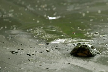 Hãy nhìn xuống mặt nước hồ Gươm trước khi nhìn vào cụ rùa 