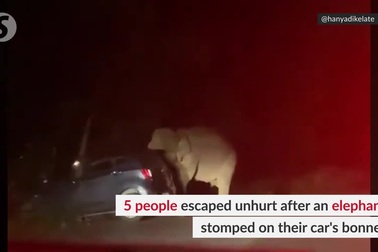 Voi nổi điên tấn công ô tô vì tài xế bấm còi quá nhiều