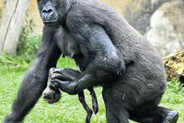 Gorilla khóc con - cảnh tượng xúc động hiếm thấy