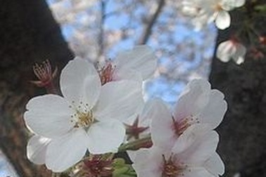 Kỳ thi du học Nhật Bản năm 2014