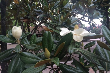 Về cây hoa sen trong bài ca dao “Tát nước đầu đình”