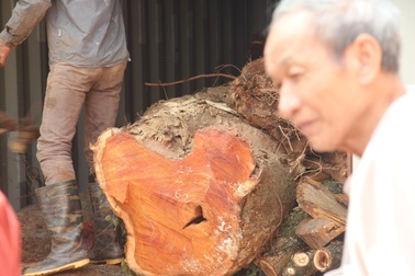 Hà Nội: Không có người đăng ký đấu giá gỗ sưa “trăm tỷ”