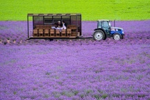 Không chỉ hanami, Nhật Bản còn có nhiều lễ hội hoa rực rỡ "gây thương nhớ"