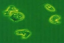 Bé trai tử vong nghi bị amíp ăn não tấn công