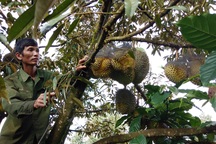 Trồng xen canh cà phê với sầu riêng, lão nông bỏ túi cả tỷ/năm