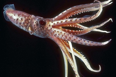 Mời bạn thử tài giải đố về kiến thức tổng hợp