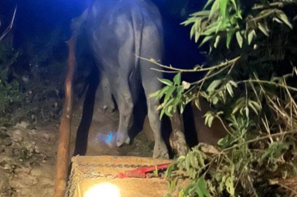 Tàn phá rừng Pơ mu ngay trong Tết, lâm tặc dùng trâu kéo gỗ ra khỏi rừng - 1 Tàn phá rừng Pơ mu ngay trong Tết, lâm tặc dùng trâu kéo gỗ ra khỏi rừng - 1