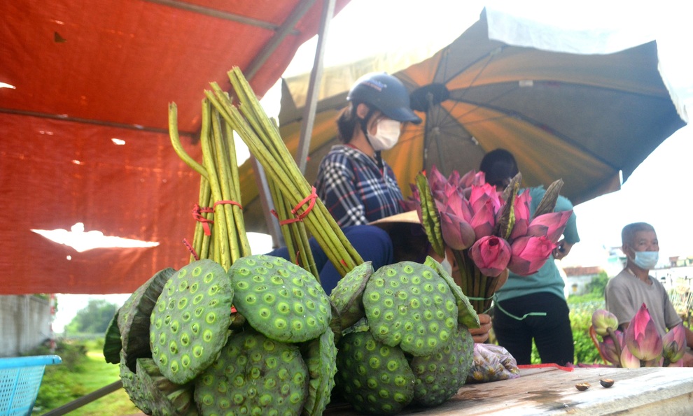 Biến đầm trũng thành mô hình kết hợp, thu hàng trăm triệu mỗi năm - 3 Biến đầm trũng thành mô hình kết hợp, thu hàng trăm triệu mỗi năm - 3