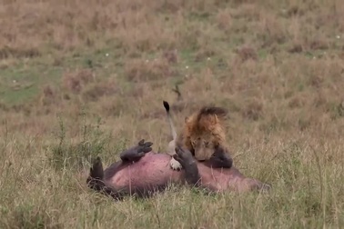 Hà mã  vong mạng trước sức mạnh của sư tử đực