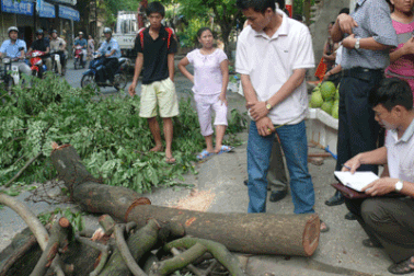Thêm một cây sưa bị “hạ gục” tại Hà Nội