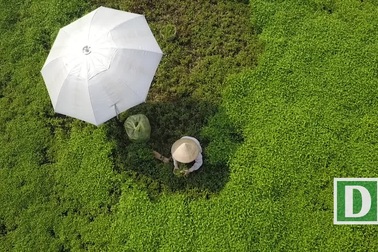 Nông dân vác "bảo bối" ra đồng để chống chọi nắng nóng 40 độ C