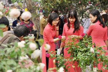 Ngắm 300 loài hoa hồng khoe sắc tại Hà Nội