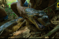 Cuộc đụng độ giữa nhà khoa học và loài trăn khổng lồ chưa được biết đến