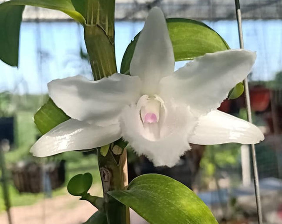Vườn lan đột biến giá hàng chục tỷ của ông chủ kín tiếng Hà thành - 1 Vườn lan đột biến giá hàng chục tỷ của ông chủ kín tiếng Hà thành - 1